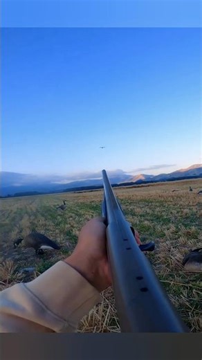 Гуси идут к расстановке #goosehunting #field #geese