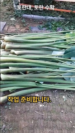 토란대, 토란 수확 #토란대 #토란 #토란대수확 #토란수확 #shots