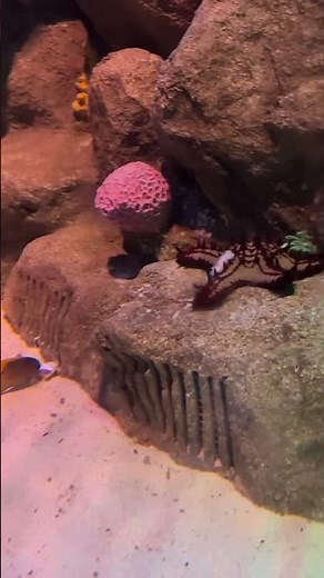 Tank life of Starfish #starfish #oceanlife