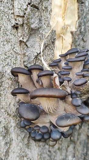 Şu güzelliğe bakar mısınız 😍 Pleurotus Columbinus, İstiridye Mantarı #mantaravcısı #mantartoplama #mantar #mantaravı #reels #mushrooms #mantaravcıları #istiridyemantarı #kavakmantarı #pleurotusostreatus | Cengiz Yadigar