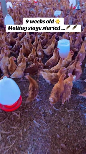 Understanding Chicken Molting: Key Stages of Development