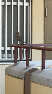 えぇ声のイソヒヨドリ #イソヒヨドリ #えぇ声 #鳥 #鳴き声