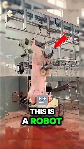 This is the most advanced pig slaughtering robot in the world💫🤩