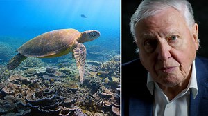 A Life On Our Planet soundtrack: who wrote the music for David Attenborough’s Netflix film?