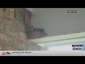 Barn swallows migrating to Texas may cause problems with nests