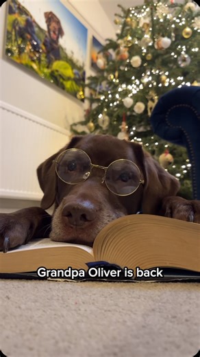 538K views · 55K reactions | This is a classic one 凜✨ Everybody enjoyed the storytime of “Young William” so much, we thought we’d take a look back at how Baby Tato got his name 凜 | Good Boy Ollie | Facebook