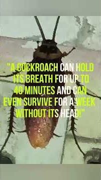 🪳 "Small insect, extraordinary survivor!"#Cockroach #ScienceFacts #AmazingAnimals #Biology #Insecta