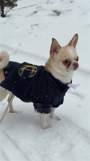 Відео користувача Nature du cheval (@nature_du_cheval) з композицією «original sound - Zain»