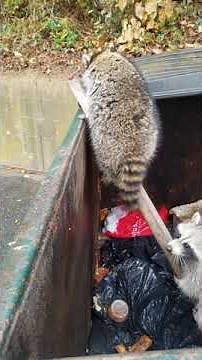 Fat Raccoons ate too much