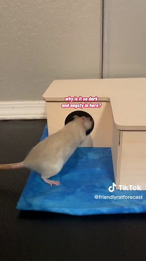 FriendlyRatForecast on TikTok