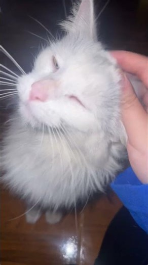 Petting My Cat ASMR #asmr #satisfying #satisfyingasmr #asmrvideos #asmrsounds