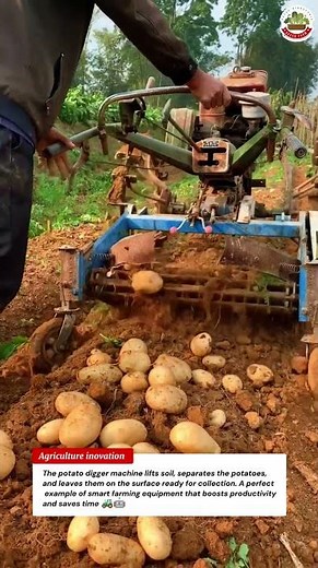 Potato Harvesting Machine in Action 🥔Smart Farming Technology 🚜🤖