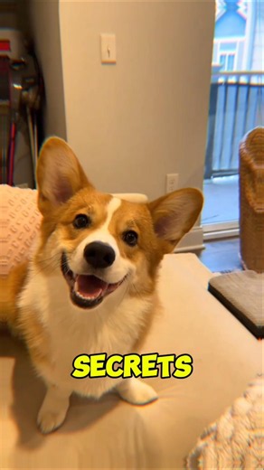 99% of People Don't Know These Corgi SECRETS! #corgi #corgifacts #dogfacts #funnydogs #animalfacts
