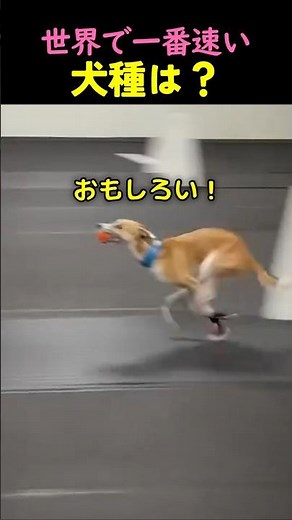 Why Greyhounds are the fastest dog breed in the world