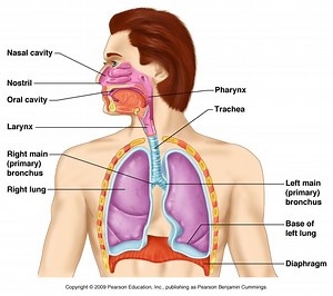 Respiratory System
