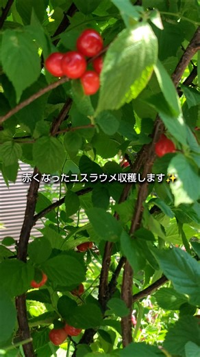 ユスラウメ収穫👍家庭菜園 ガーデニング 園芸