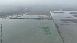 Flood wheat blight mud common Triticum aestivum plants field damaged flooded water plantation damage catastrophe crops mildew rust harvest plant green disaster calamity losses green Europe Stock Video