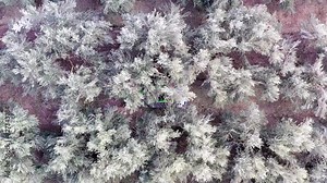 Olive picker working in a field, Top down aerial follow footage.