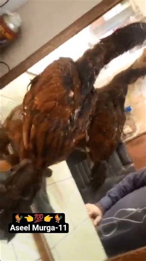 2000 Wala patha #aseel #chicken