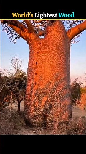 The World’s Lightest Wood? 😱🌳 | Balsa Tree Facts