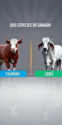 Bos Taurus vs Bos Indicus 🐮⚔️🐄 #bostaurus #bosindicus #cattle #cebu #brahman #cattlefarming #catt...
