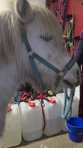 33K views · 261 reactions | Bib clip on the best behaved shetland...