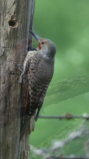 Northern Flicker Woodpecker in Action 🐦🌿 | Beautiful & Unique Bird! #reels #birds #animals #shorts