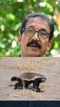 Honey Badger: The Animal With NO Fear – Full Scientific Breakdown! ഹണി ബാഡ്ജർ #animalfacts