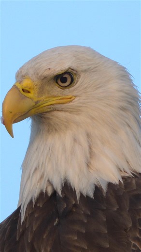 Bald eagle close up….#Sony #sonyalpha #sonyphotography #sonyprousa #natgeo #natgeoyourshot #natgeowild #eagles #baldeagles #usa #birdsofprey #predator #birds #wildlife #wildlifephotography #natgeowildlife #birdsofinstagram #birdwatching #wildanimals #wildlifeplanet #naturelovers #naturephotography #bbcearth #natgeowildlife #wildlifeconservation | Mike J Dukarm