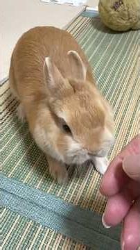 Crazy Rabbit 🐰. #animals #funnypets #pet #rabbit #funnyvideo