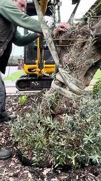 Extreme OLIVE Tree Planting