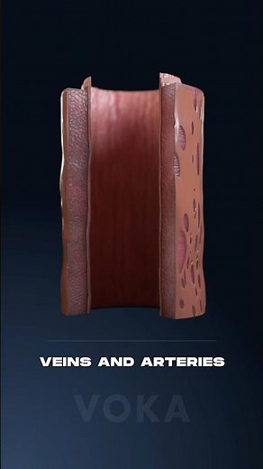 What makes the MUSCULAR ARTERY so vital to your circulatory system and what does it consist of? 3D