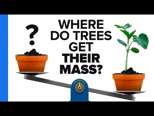 Where Do Trees Get Their Mass?