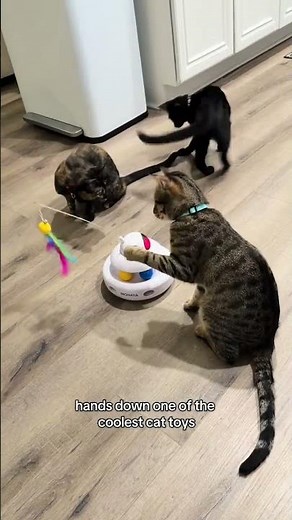 4-in-1 interactive cat toy with laser, feather teaser, and track ball that actually keeps cats