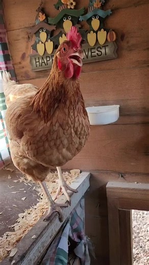 Mad Hen Sounds | What Does a Chicken Cackle Like?