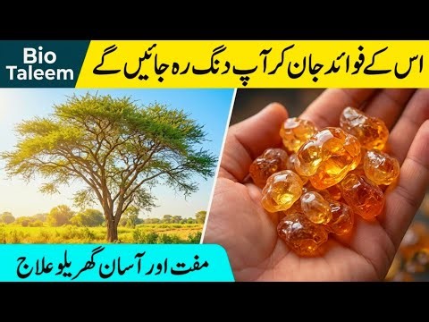 گاؤں کا عام درخت لیکن ہر بیماری کا علاج! کیکر کے راز