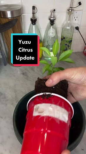 Yuzu Citrus Tree Update: How to Grow Rare Plants