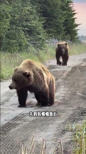 在野外，遇到棕熊主動開車門，該怎麼辦？ #漲知識 #動物世界 250080