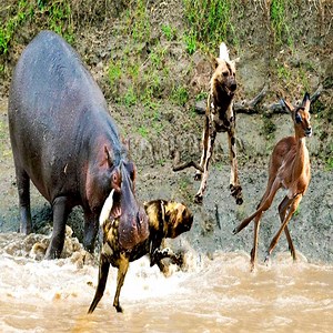 1.6M views · 3.3K reactions | Hippo is blocked by Wild Dogs & Hyena after rescuing Impala #Hippo #WildDogs #Hyena #WildlifeWar | Wildlife War | Facebook
