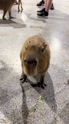 Discovering the Sounds of Capybaras