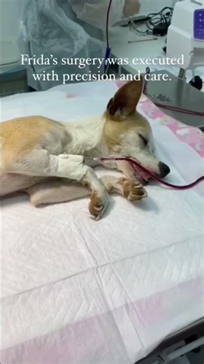 💔🐾 FRIDA UPDATE 🐾💔