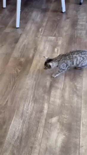 Bones needs our help! She was found living outside in a trailer park, and we’ve already brought her in for regular X-rays at the vet. She has an appointment with an orthopedic vet next week, and we could really use your help for her vetting 🩷 Venmo/PayPal: kittykathavenrescue #kitten #cat #rescue | Kitty Kat Haven & Rescue