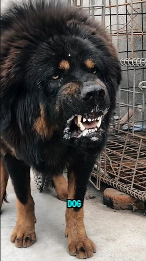 This Dog Costs $2 Million?! Meet the Legendary Tibetan Mastiff❗️
