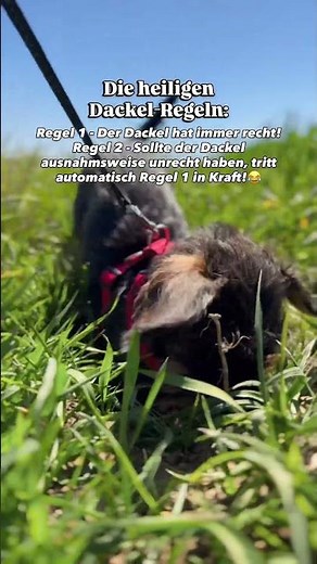 Die heiligen Dackel Regeln!😂☝🏼 #dachshund #dackel #sicherheitsdackel #dackelregeln