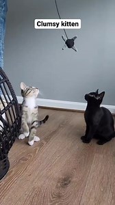 Cheese is the only cat I know that doesn't regularly land on his feet 😂 he's too excited about toys and games to remember that gravity is a thing. #playfulcat #catgames #builtasanathlete #kendalljenner #athleticness #cathops #catjumps #funnycats | Fostering kittens