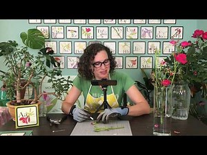 Rr - Rose Dissection with Eileen Chevalier