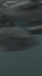 45 reactions | Pacific herring are known to swim in large schools in...