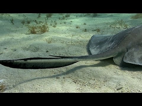 Defense In The Sea | JONATHAN BIRD'S BLUE WORLD