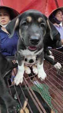 Vietnam Village Life – Authentic Rural Life in Vietnam--Those dogs are so cute!