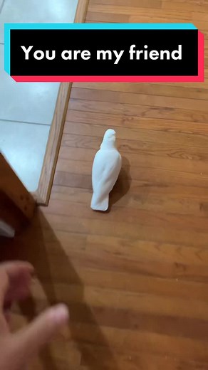 Goffin Cockatoo Parrot - Best Friend Animal Video